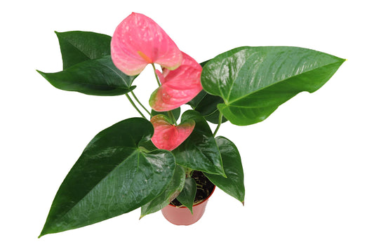 Pink Anthurium - 4" from California Tropicals