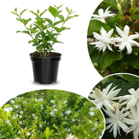 Live White Jasmine Plant 4–8 Inches Tall, Jasmine Sambac Plants, Fragrant Flower Vine Live Plant Indoor Outdoor Garden