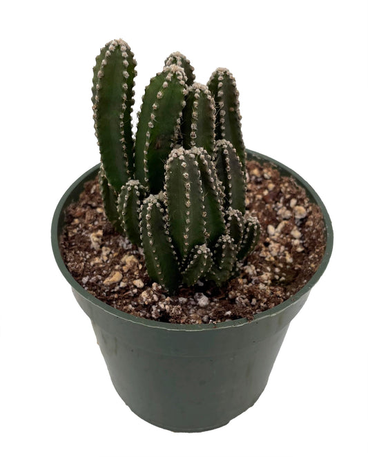 Fairy Castle Cactus - Cereus - Houseplant/Terrarium/Fairy Garden - 4" Pot