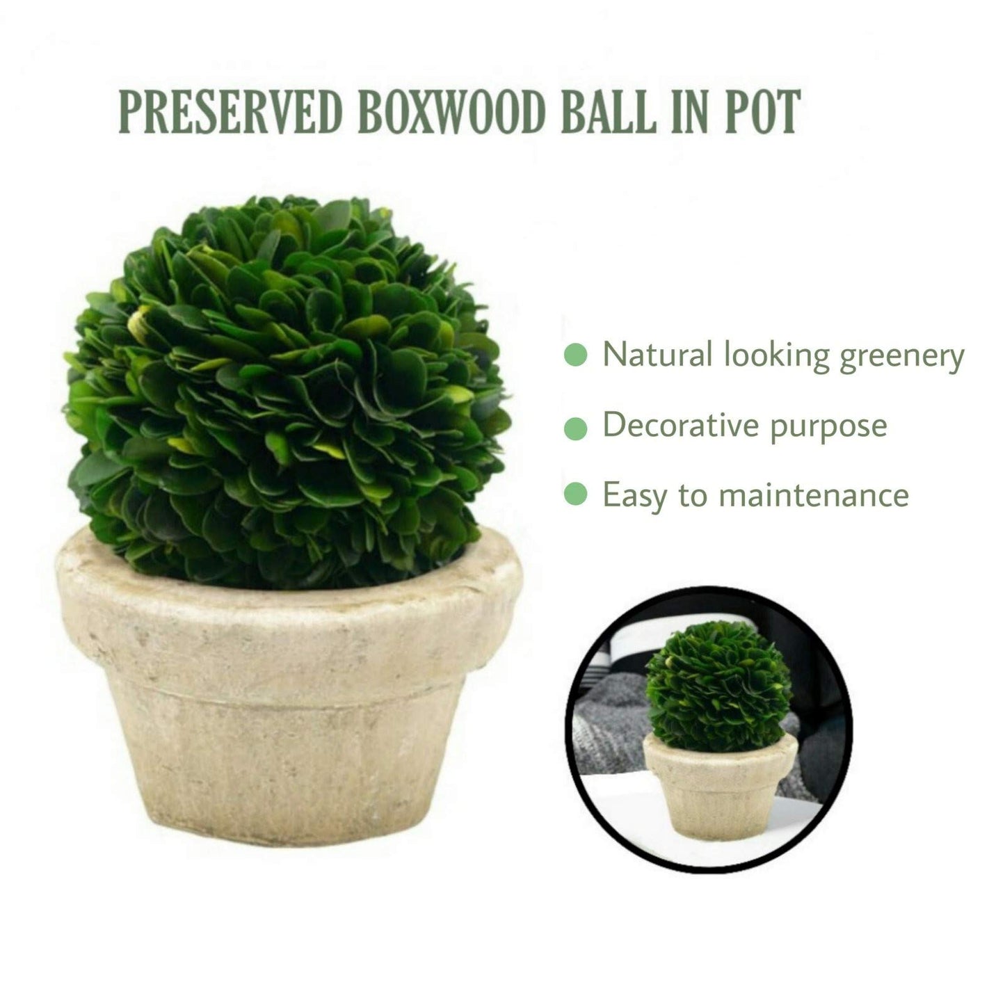 Serene Spaces Living Set of 12 Preserved Boxwood Ball with Small Pot – Boxwood in Planters, Preserved Plant for Boxwood Table Decor, Boxwood Centerpiece, Measures 5.5" Tall & 4" Diameter