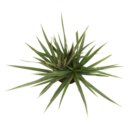 Dracaena Marginata 'Bicolor' Dragon Tree in 6" Grower Pot, Live Houseplant, Easy Plant Decor, Air Purifying Houseplants for Home or Office by Plants for Pets