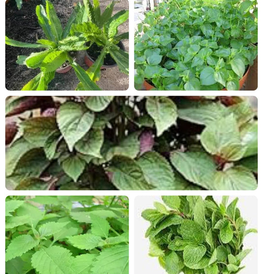 Set of 5 Vietnamese Vegetables Ngò GAI, Rau Càng Cua, Rau tía tô, Kinh giới, húng lũi Culantro Thai Parley, peperomia pellucida Plant Seeds and Vietnamese Perilla Seeds 1000++ Seeds/Bag