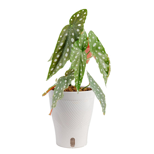 Costa Farms Begonia Maculata Live Plant in Self Watering Pot, Indoor Houseplant, Perfect for Home, Room, or Office Decor, Great House Warming or Birthday Gift, 12-18 Inches Tall