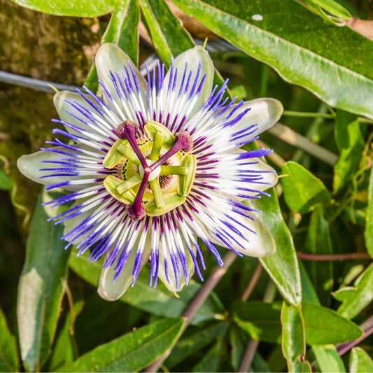 Set 2 Blue Passion Flower Vine Plants - Live Passion Flowers Plants for Outdoor Garden, 4 to 8 Inch Tall Size, Fragrant Flowers, No Pot