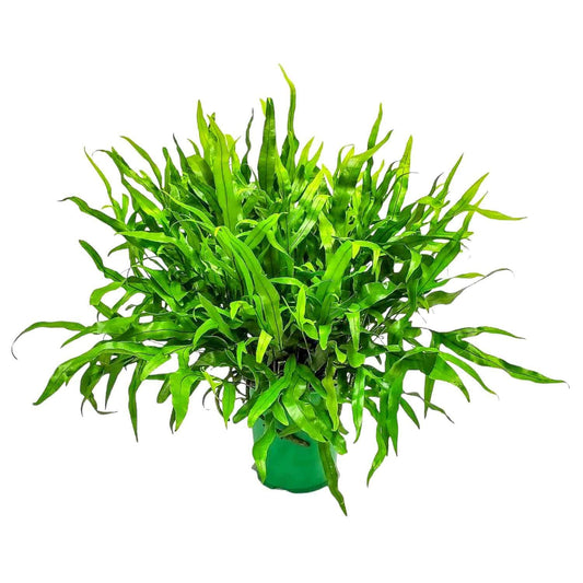 Kangaroo Fern Plant - Live Fern Green Foliage - Overall Height 18inch to 22inch - 1 Gallon Pot - Tropical Plants of Florida (Plant + Fertilizer)