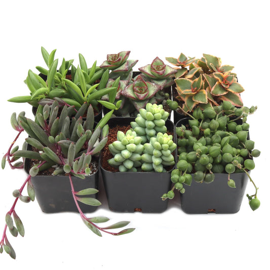 Mountain Crest Gardens Trailing & Strings Succulent Pack - 6 Live Plants in 2 Inch Pots - Real Succulents for Hanging Planters, Home Decor, and DIY Arrangements