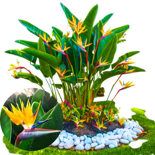 Bird of Paradise Plant - Live Tropical Ornamental Houseplant, Indoor and Outdoor Planting, Zones 9-11 (Yellow)