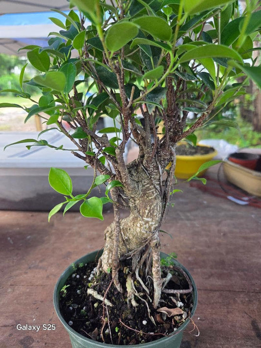 Ficus Retusa Indoor Bonsai Tree, 16 Inches, Live Plant in Training Pot, Partial to Full Sun