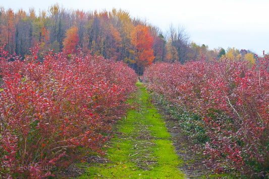 Live Plant - Jersey Northern Highbush Blueberry Bush/Shrub - 10-12" Tall - 2 Year Old Plant