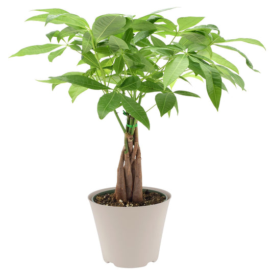LV64 Live Braided Money Tree Pachira Aquatica Indoor Houseplant in Arcadia Garden Product's Branded Plastic Pot, Tropical Plant Collector Gift for Home and Garden Decor, 6-inch, Tan