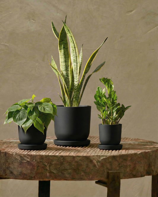 Bamworld Plant Pots Indoor with Drainage Holes- Set of 3 Pots for Plants(5.1/6.3/7.5Inch) Plastic Flower Pot Planters for Indoor Outdoor Plants Garden Pots for Room & Office Décor Black