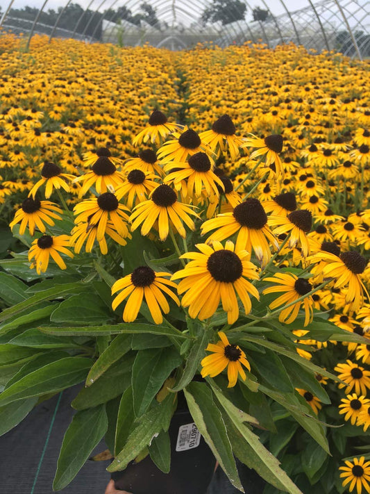 Rudbeckia fulgida Viette's Little Suzy ('Blovi') (Black Eyed Susan) Perennial, yellow flowers, 1 - Size Container