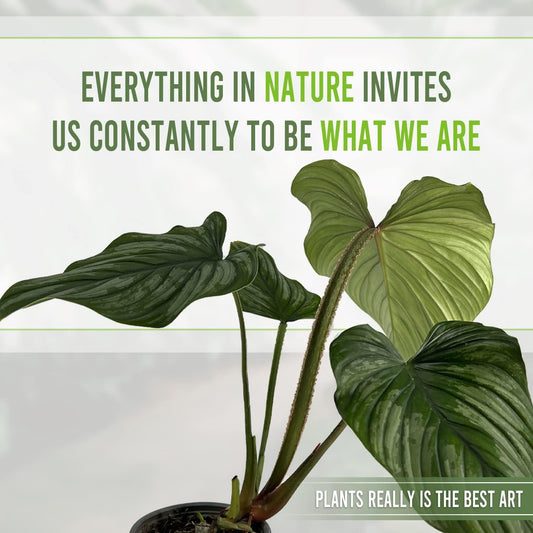 LEAL PLANTS ECUADOR Philodendron Mamei Silver (Pack of 2)| Live Elephant Ear Plant for Indoor | King of Spades Philodendron | Green Tropical Houseplant |Unique Gift for Plant Lovers