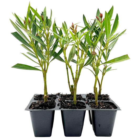 6 Petite Pink Oleander – Dwarf Evergreen Rosey Flowering Shrub for Hedges, Borders & Containers (Nerium Oleander ‘Petite Pink’) in 2.5″ Cubes, Live Plants
