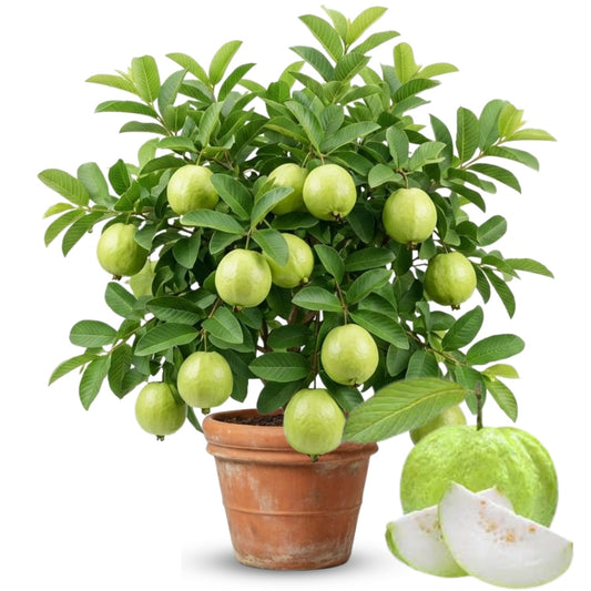 No CA, Kilo Guava Tree Live Plant, 2-3 Ft Fruiting Airlayered for Planting, Grafted Guava Tree, Already Bearing Fruit