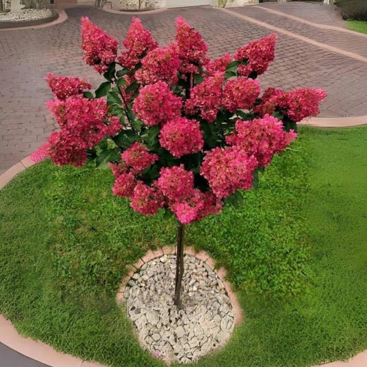 Dormant Hydrangea Live Plant Bush Shrub for Planting, 5 to 9" Hydrangea Tree Plant for Outdoor Planting, Change Color Flower Blooms (Pink to White to Red - Trim as Tree Hydrangea)
