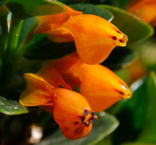 Orange Goldfish Starter Plant - 2 Inch Pot - Cute Indoor Nematanthus Starter Plant with Bright “Goldfish” Blooms – Gift for Fish Lovers, Small Spaces & Year-Round Color – Easy Houseplant