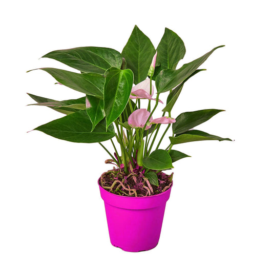 4 Pack Anthurium 'White' in 6in Pot - Live Tropical Houseplant - Easy to Grow | Variegated | USA Growers | The Snobby Leaf