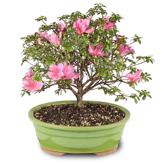 Brussel's Bonsai - Live Satsuki Azalea Flowering Bonsai Tree in Ceramic Bonsai Pot, Outdoor Bonsai Tree Live Plant, 8 Years Old, 10-14 Inches Tall, Easy Care Plant for Patio Garden (Large)