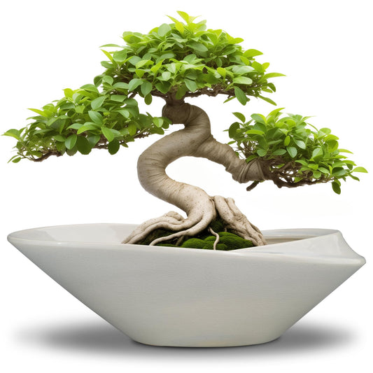 EPFamily Bonsai Planter Pot - 12 Inch Ceramic Plant Pot for Indoor Plants Outdoor Decorative Flower Pot Succulent Planter with Drainage Hole Gray