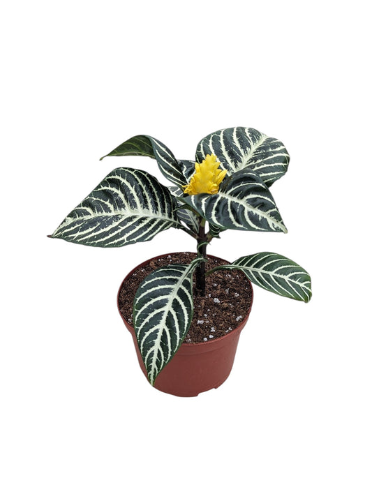 Snow White Zebra Plant, Live Aphelandra Exotic House Plant in 6 Inch Pot, Striped Dark Green and White Leaves with Yellow Flower