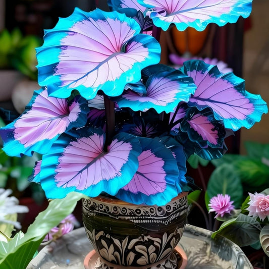 OJHJXUG Black Magic Elephant Ear Alocasia/Cold Tolerant/Indoor Outdoor Landscape Bold Colorful Foliage (8)