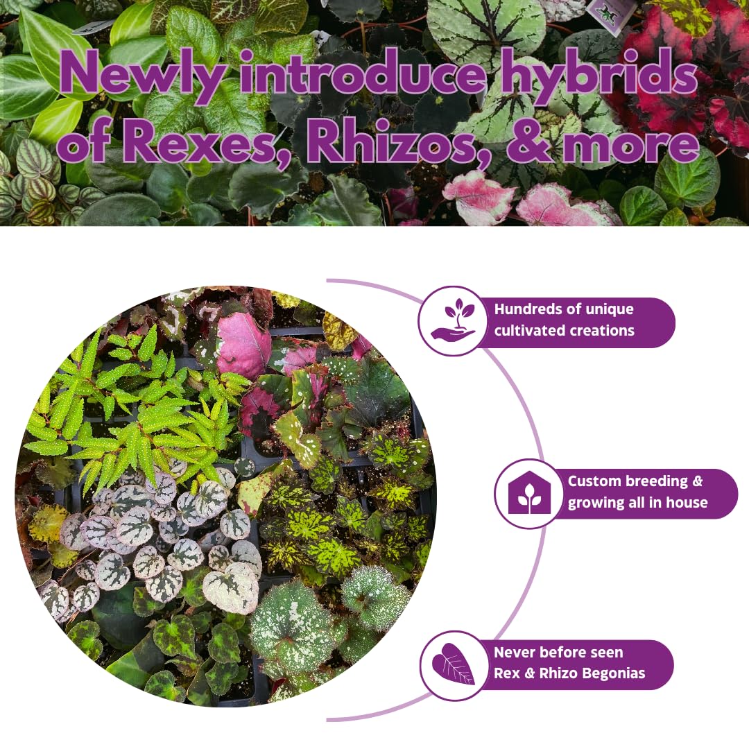 BubbleBlooms Peperomia Assortment, 6 Different peperomias in 2 inch pots Grower's Choice