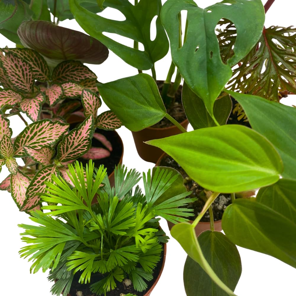 BubbleBlooms Premium Foliage Assortment, Colorful Plant Set, 6 Different House Plants, in 2 inch pots