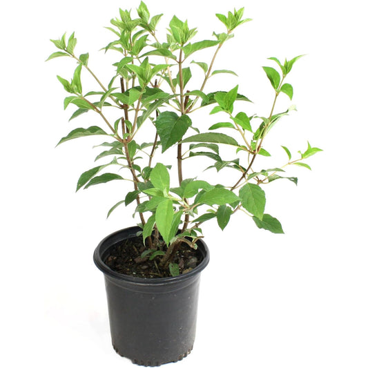 Hydrangea Sweet Starlight Shrub - Summer & Fall Blooming Live White and Pink Flowers for Gardens in 1 Gal Pot - 4-6’ x 4-5’ Flowering Shrubs w/Moderate Watering Needs (1 Count)