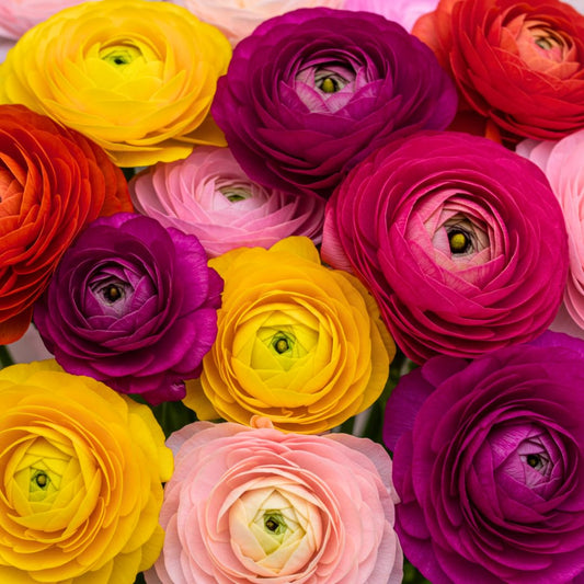Ranunculus Mix Color Bulbs for Planting – 20 Healthy Bulbs, Vibrant Multi-Color Flowers, Perfect for Garden Beds, Containers, Borders, and Cut Flower Bouquets
