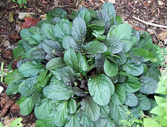 Chocolate Chip Ajuga - Carpet Bugle - Miniature Leaves - 48 Plants -1 3/4" Pot