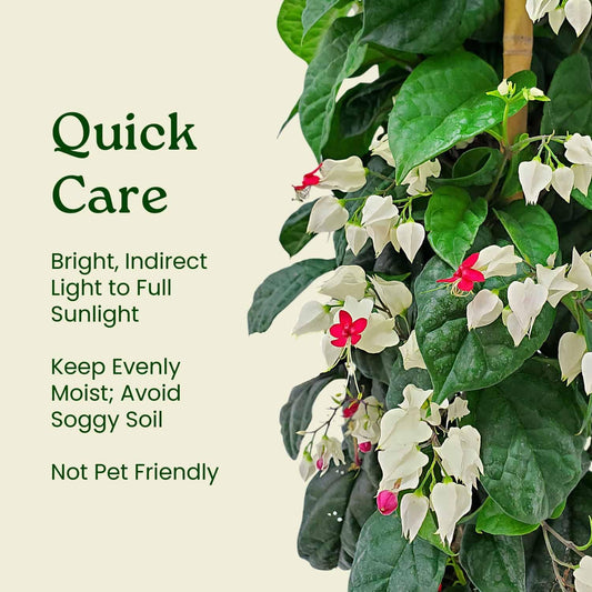 Tropical Plants of Florida Bleeding Heart Vine Live Plant Red and White Flowers - 3 Gallon 36 Inch Tall Tropical Flowering Vine Indoor Outdoor Ornamental Plant