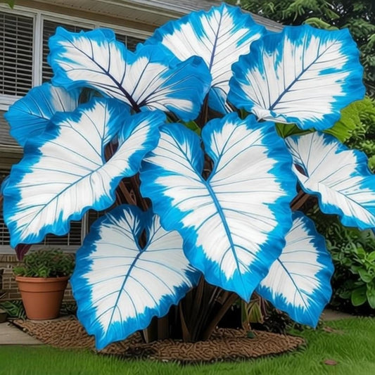 OJHJXUG Alocasia Elephant Ear- Vibrant Colors, Indoor/Outdoor Use, Drought Tolerant, Low Maintenance(Blue) (6)