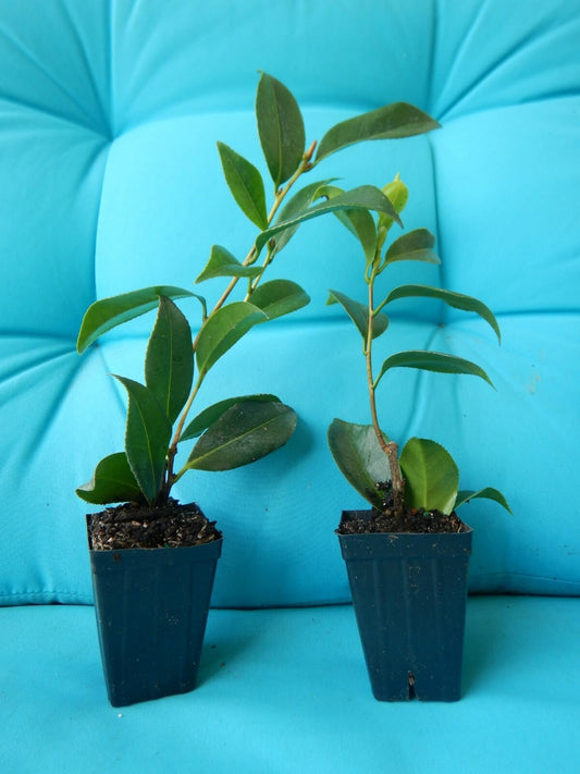 Live Plant - Buttermint Unique Bloom Camellia Japonica-Live Starter Plant