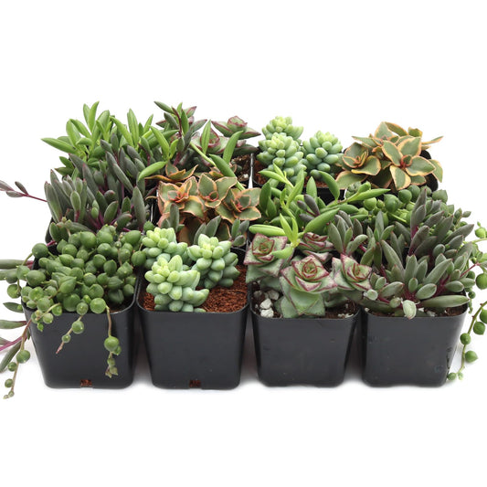 Mountain Crest Gardens Trailing & Strings Succulent Pack - 12 Live Plants in 2 Inch Pots - Real Succulents for Hanging Planters, Home Decor, and DIY Arrangements