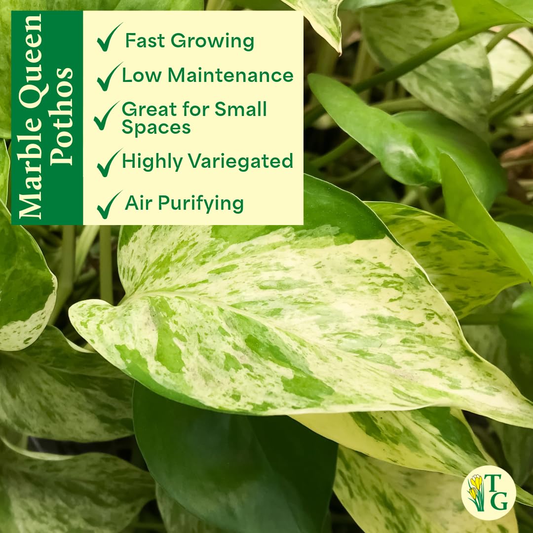 Thorsen's Greenhouse Marble Queen Pothos, Live Indoor Plant, Easy to Grow, Rare Variegated Houseplant, Natural Air Purifier, 6-inch Diameter Pot (Chocolate)