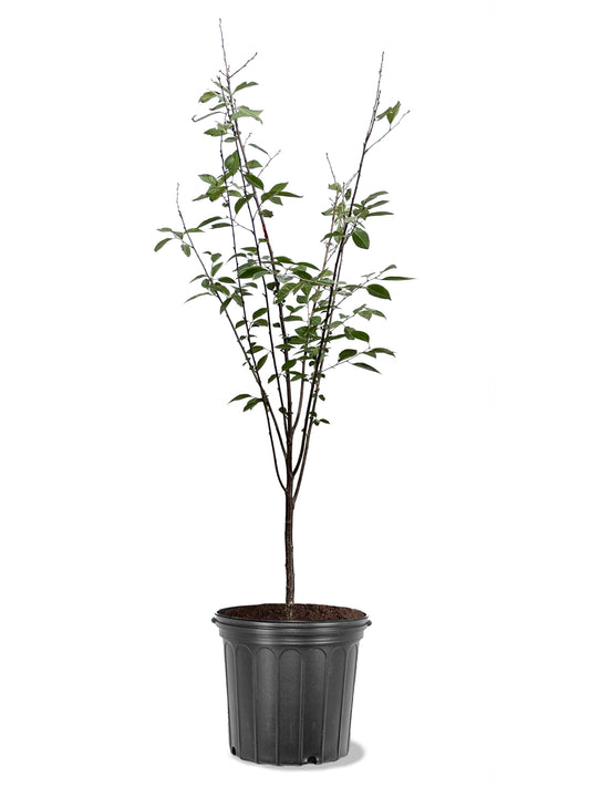 American Plant Exchange Cherry Tree 'Rainier Sweet' Semi-Dwarf – Live Fruit-Bearing Plant, 5-Gallon Pot, Cold Hardy, Sweet Edible Cherries for Outdoor Orchards and Landscapes