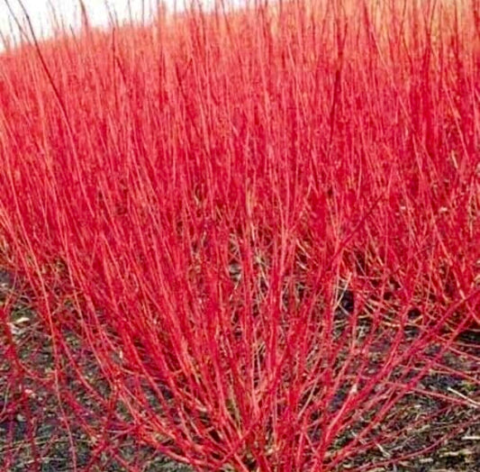 Red Twig Dogwood Shrub/Bush - (Red Osier) - 6-12" Tall - Quart Pot - Live Plant - Cornus sericea