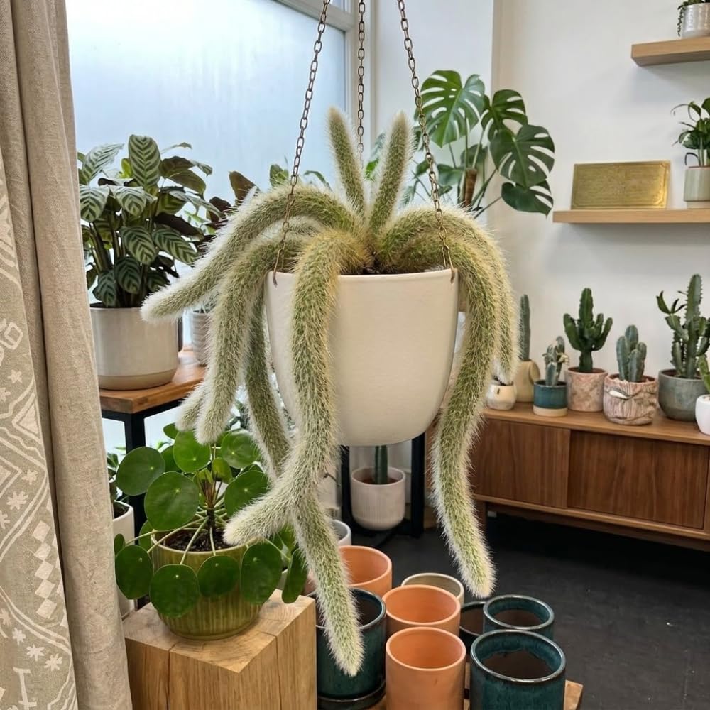 2 Live Monkey Tail Cactus Plant in 2" Pot, Easy Care Indoor Greenery, Decorative Long Trailing Cactus for Shelves and Bright Spaces