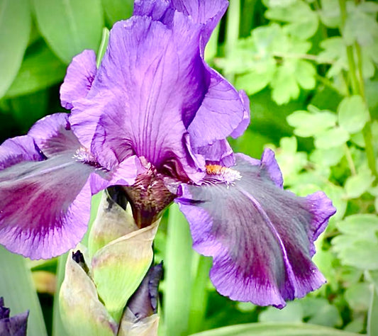 Premium Bearded Iris ‘Pagan Dance’ Rhizome/Root/Bulbs (1 ea) - Amazon 30-Day Returnable Guarantee