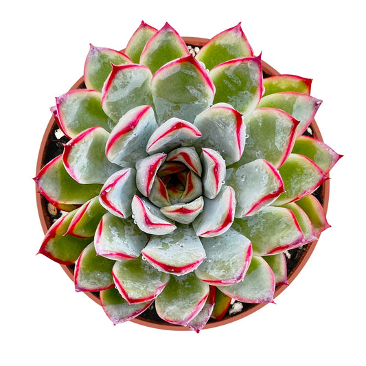 Sprout N Green Echeveria Pulidonis, Mini Live Succulent Fully Rooted in 4" Pot with Soil Mix, House Plant for Indoor Outdoor Home Office Wedding Decoration Party Favor, Pets Friendly
