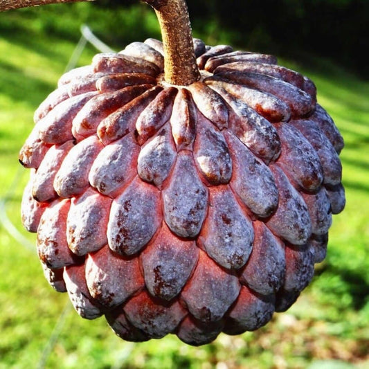 Live Plant - Red Sugar Apple (Annona Squamosa) Vibrant Live Fruit Tree 12”-24” Thriving