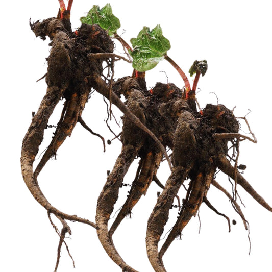Common Rhubarb Plant Roots Live, 5 Large Rhubarb Plants Roots for Planting, Vegetable Plant for Gardening Indoor Outdoor
