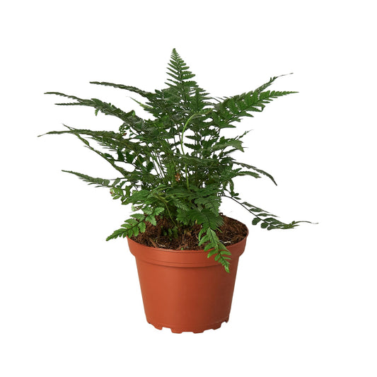 Korean Rock Fern | Live Plant for Indoor & Outdoor | for Living Room, Office, Bathroom | (4" Pot)