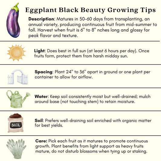 Clovers Garden Eggplant Black Beauty Plants - Two (2) Live Plants – Non-GMO - Not Seeds - Each 4" to 8" Tall – in 4" Inch Pots - Heirloom Variety, High Yield, Heat Tolerant