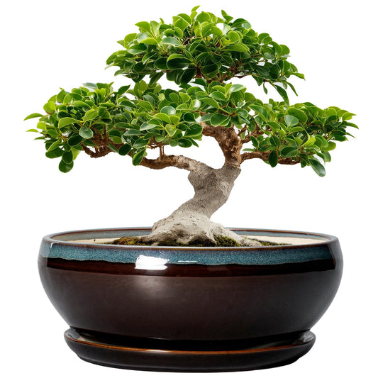 SQOWL Bonsai Planter 12 Inch - Ceramic Succulent Pots Large, Round Shallow Plant Pots Indoor with Drainage Hole and Saucer, Bowl Planter Outdoor for Flower, Room Decor, Housewarming Gifts, Blue-Brown