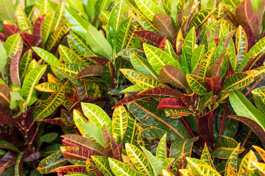 Croton Plant Live, 6 Inc to 8 Inc Tall Seedling, Croton Live Plant in Pot, House Plant for Garden
