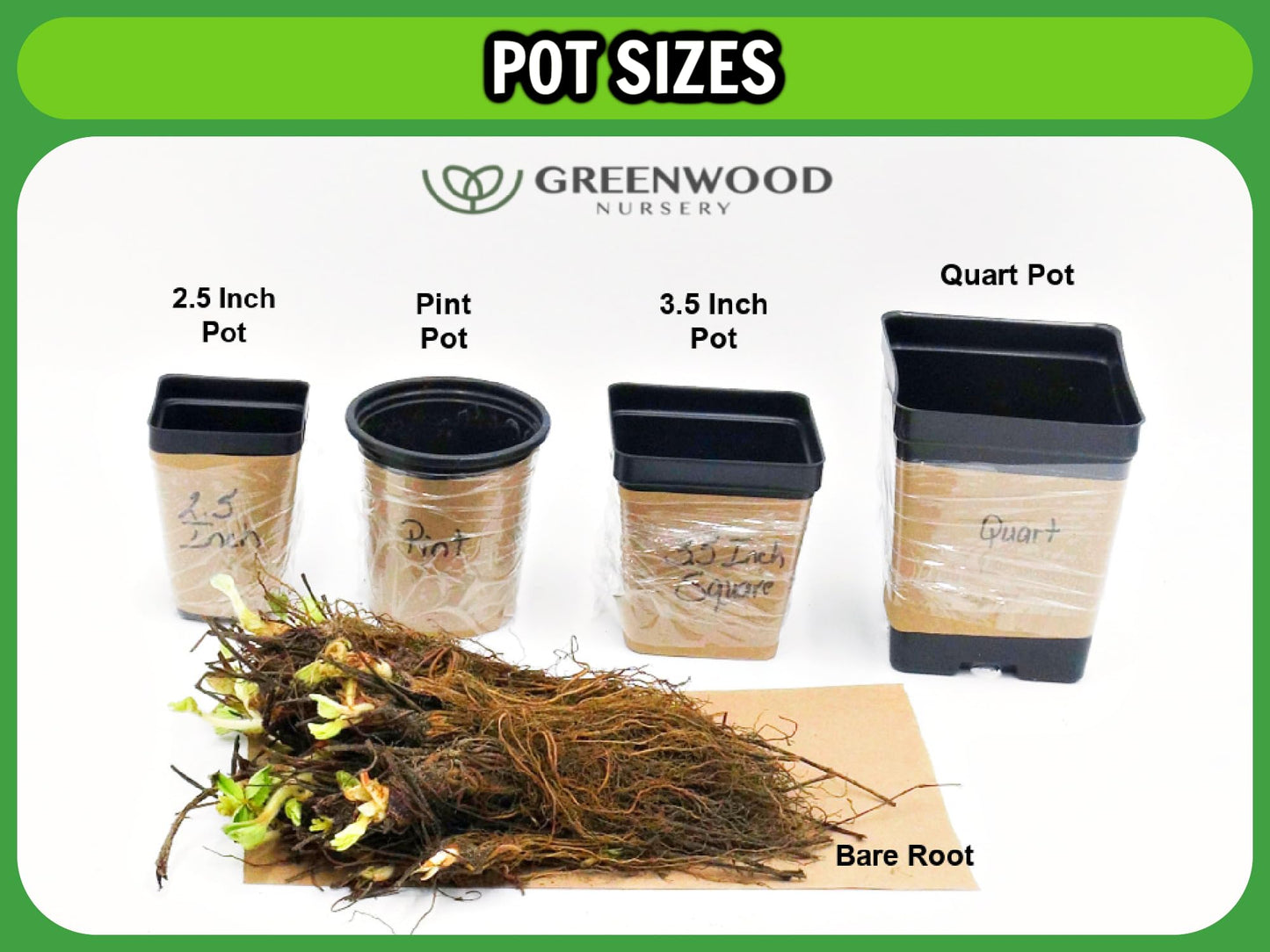 Greenwood Nursery: Live Shrub Plants - Winter Honeysuckle + Lonicera Fragrantissima - [Qty: 3X 3.5 Pots] - (Click for Other Available Plants/Quantities)