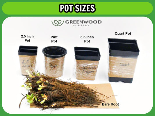 Greenwood Nursery: Live Perennial Plants - SuperBlue Lavender + Lavandula Angustifolia - [Qty: 2X Pint Pots] - (Click for Other Available Plants/Quantities)