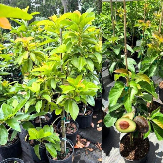 HASS Avocado Tree Live Plant in 3 Gallon Pot, 1-2 Feet Tall, High-Yield Grafted Avocado Fruit Tree for Planting, No Ship to CA, Very Hardy